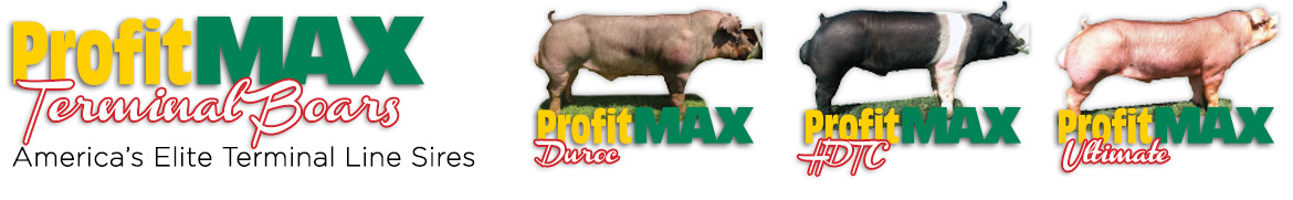 profit-max-terminal-boars